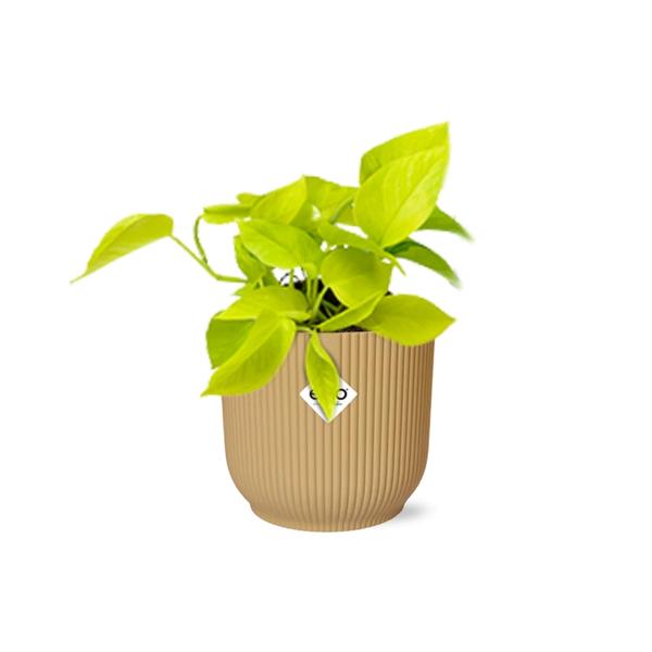 Epipremnum Pinnatum ‘Golden Pothos’ in ELHO Vibes Fold 14cm geel  BotanicBridge