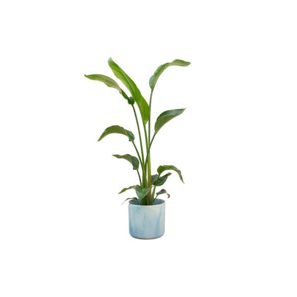 Combi deal - Strelitzia Nicolai inclusief elho Ocean Round atlantisch blauw Ø22 - 100 cm  BotanicBridge