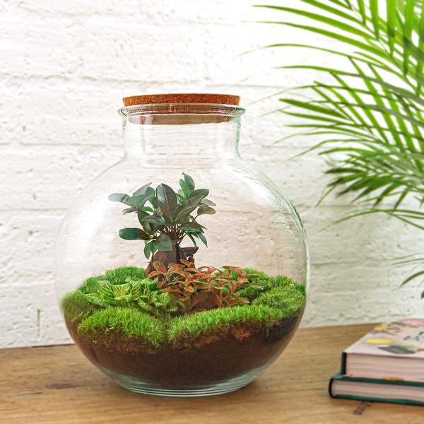 DIY terrarium - Bolder Bob Bonsai - ↕ 30 cm - Rake + Shovel + Tweezer + Scissors  BotanicBridge