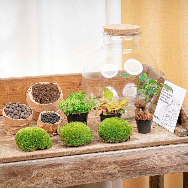 DIY terrarium - Bolder Bob Bonsai - ↕ 30 cm - Rake + Shovel + Tweezer  BotanicBridge