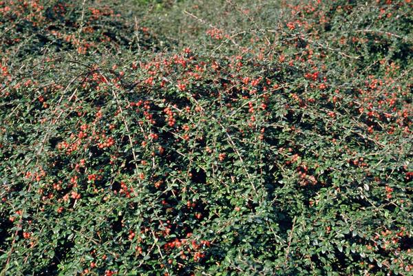 Cotoneaster suec. 'Coral Beauty' - ↕10-25cm - Ø9cm - 20x  BotanicBridge