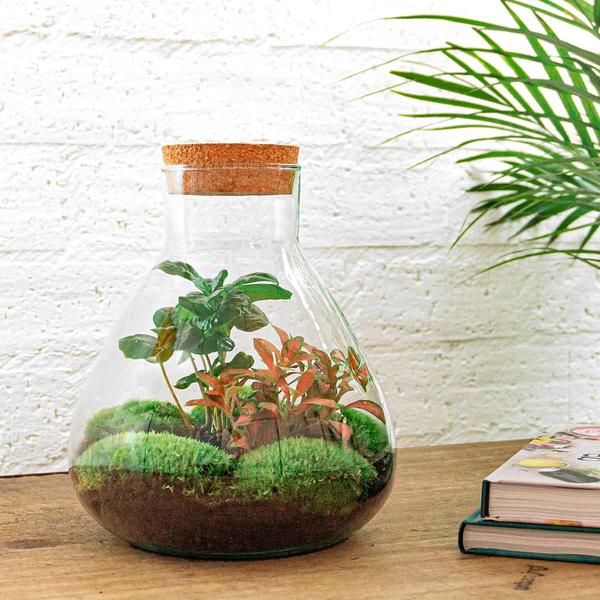 DIY terrarium - Sammie Coffea - ↕ 27 cm - Rake + Shovel + Tweezer  BotanicBridge