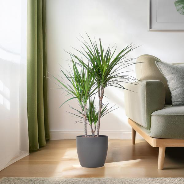 Dracaena Marginata met Viber pot grijs - 95cm - Ø21  BotanicBridge