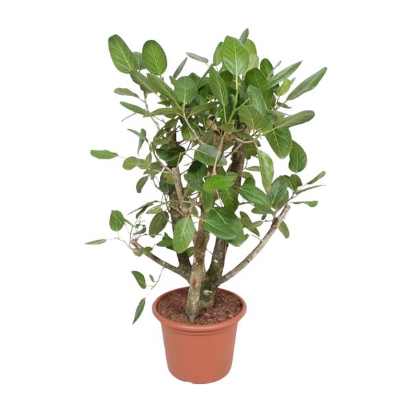 Ficus Benghalensis vertakt - 140 cm - ø40  BotanicBridge