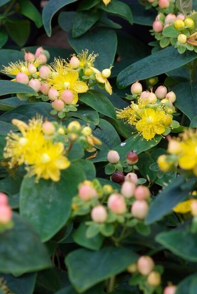 Hypericum inodorum 'Annebel' - ↕10-25cm - Ø9cm - 40x  BotanicBridge