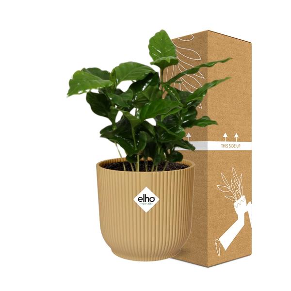 Coffea Arabica in ELHO Vibes Fold 14cm geel  BotanicBridge