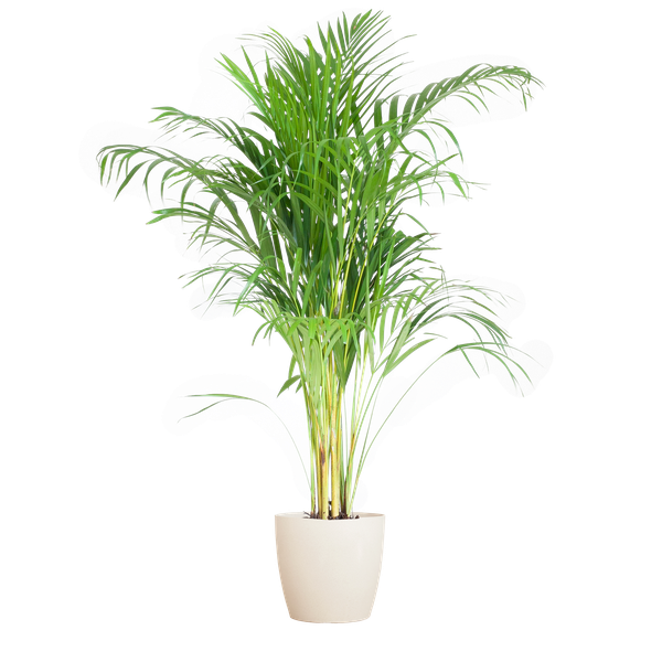 Areca Palm (Dypsis) met Viber wit - 100cm - Ø21  BotanicBridge