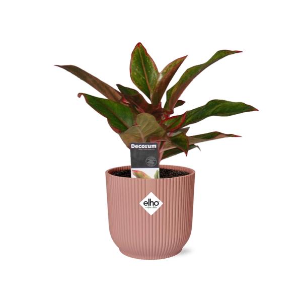 Aglaonema Crete in ELHO Vibes Fold 14cm roze  BotanicBridge