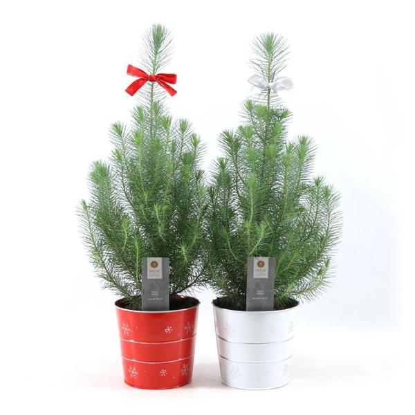 Pinus Pinea 'Silver Crest' in Zinc X-mas Duo + Bow - 2 stuks - Ø19cm - ↕50cm  BotanicBridge