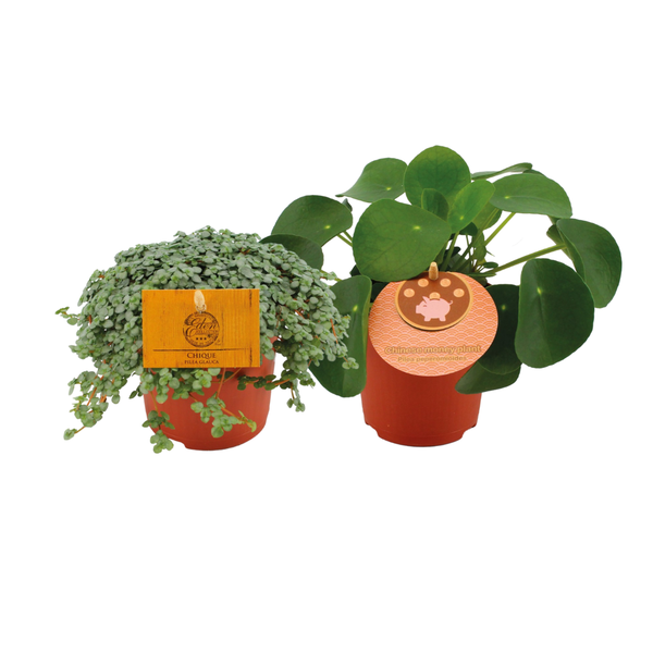 Pilea Duo 1.0 - 2 stuks - Ø10,5cm - ↕15cm  BotanicBridge