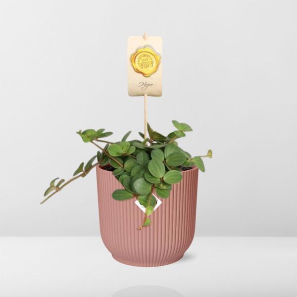 Peperomia ‘Hope’ in ELHO Vibes Fold 14cm roze  BotanicBridge