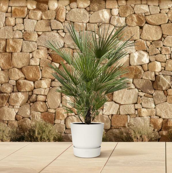 Chamaerops Humilis struik - 150cm- ø30  BotanicBridge