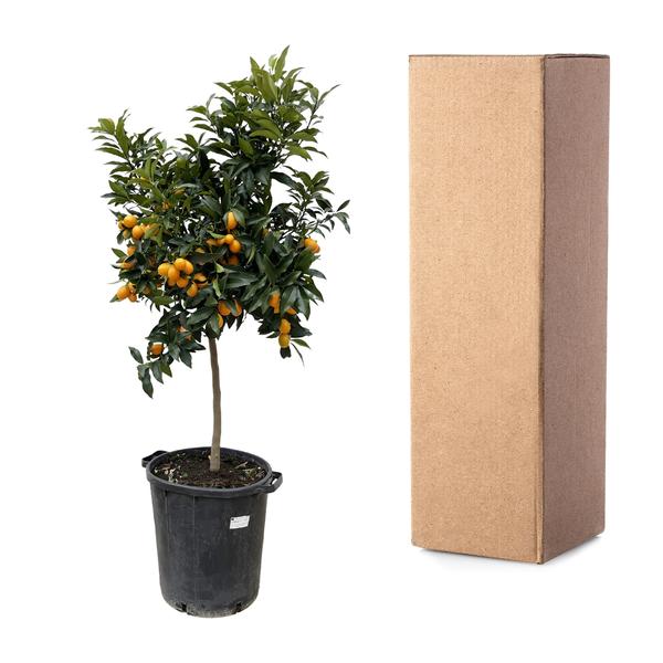 Citrus Kumquat - 150 cm - ø40  BotanicBridge