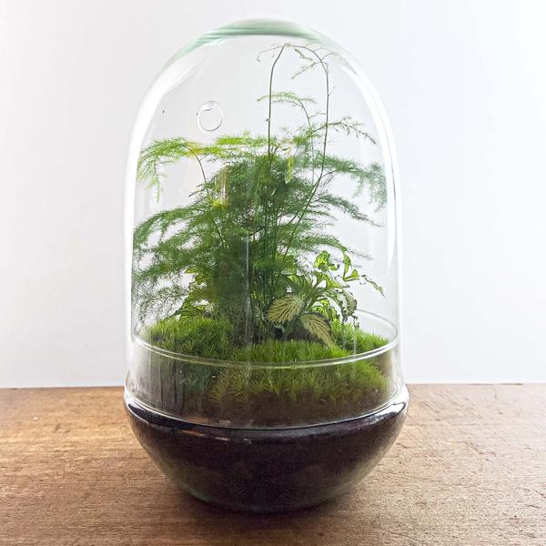 DIY terrarium - Egg XL - ↕ 30 cm  BotanicBridge