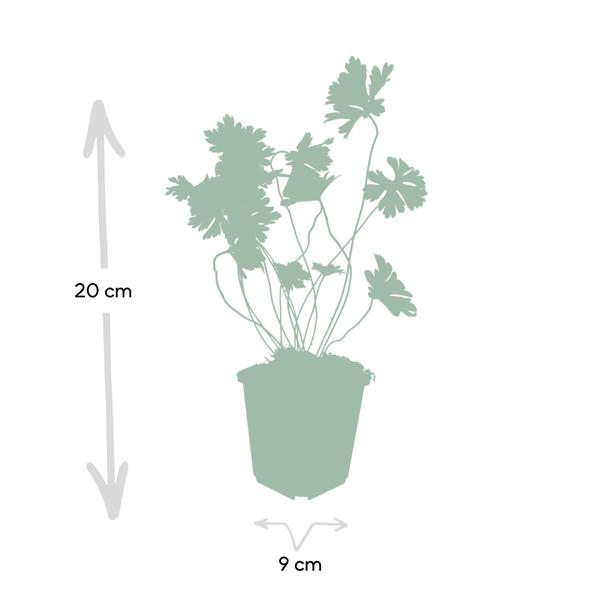 Geranium Rozanne - ↕10-25cm - Ø9cm - 40x  BotanicBridge