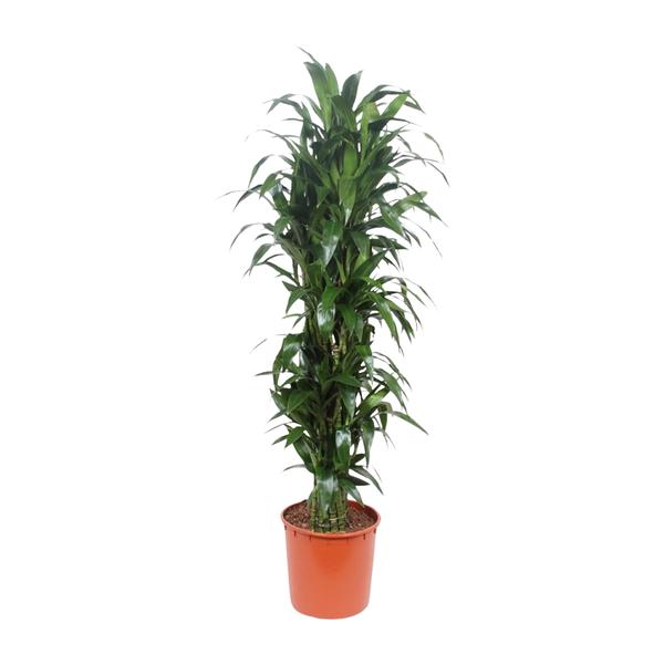 Dracaena Janet Craig - 170 cm - ø34  BotanicBridge