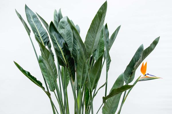 Strelitzia Reginae XL - 160cm - ⌀30  BotanicBridge