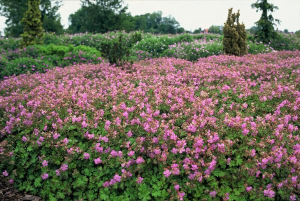 Geranium cant. 'Cambridge' - ↕10-25cm - Ø9cm - 40x  BotanicBridge