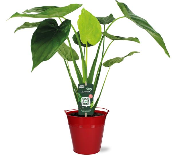 Alocasia Cucullata - Ø19cm - ↕55cm + Emmer D20x18,5cm - Rood  BotanicBridge