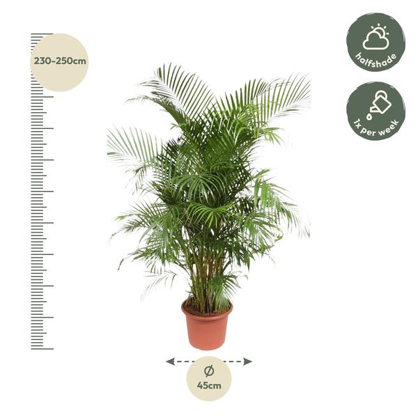 Dypsis Lutescens (Areca Palm) - 240 cm - ø45  BotanicBridge