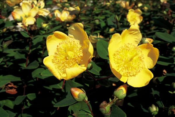 Hypericum dummeri 'Peter Dummer' - ↕10-25cm - Ø9cm - 20x  BotanicBridge