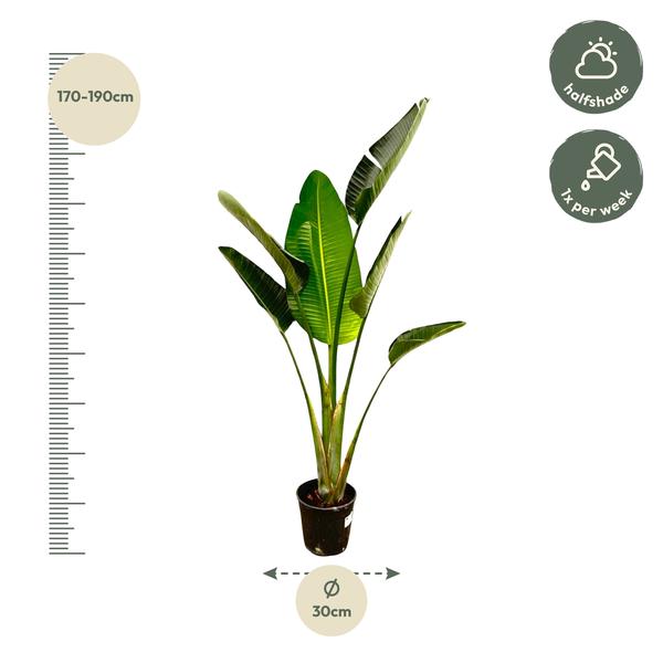 Strelitzia Augusta - 180cm - ⌀30  BotanicBridge