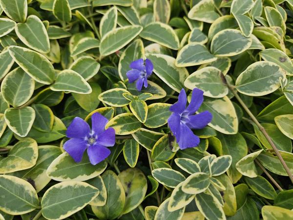 Vinca minor 'Blue and Gold' - ↕10-25cm - Ø9cm - 20x  BotanicBridge