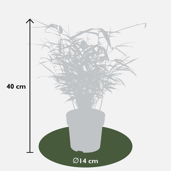 Fargesia rufa - Niet woekerende bamboe - Ø29cm - ↕80cm - Ø14 - ↨40cm  BotanicBridge