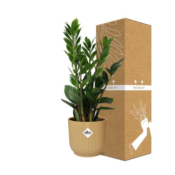 Zamioculcas – Hoogte 45-50 in ELHO Vibes Fold 14cm geel  BotanicBridge