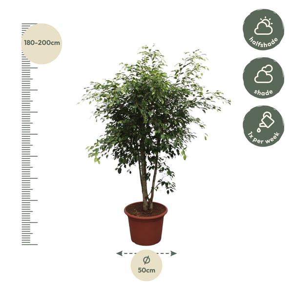 Ficus Benjamina Exotica vertakt - 190 cm - ø50  BotanicBridge