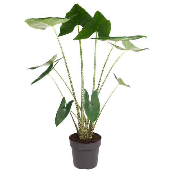 Alocasia Zebrina - 130 cm - ø32  BotanicBridge