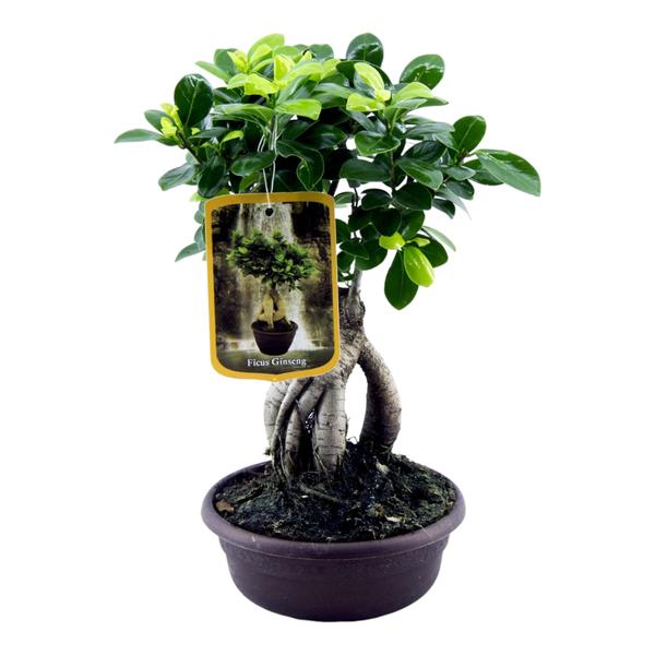 Ficus Microcarpa Ginseng - 30 cm - Ø17cm  BotanicBridge