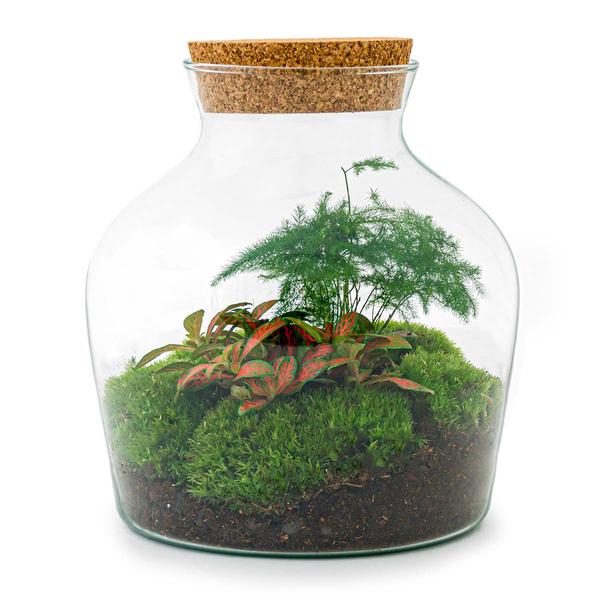 DIY terrarium - Little Joe - ↕ 21,5 cm - Rake + Shovel  BotanicBridge