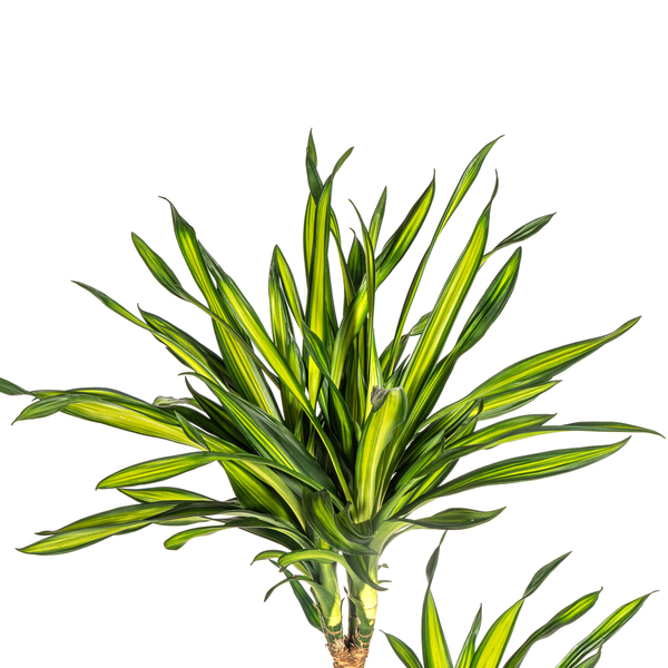 Dracaena Deremensis Rikki Ø24cm - ↕140cm  BotanicBridge