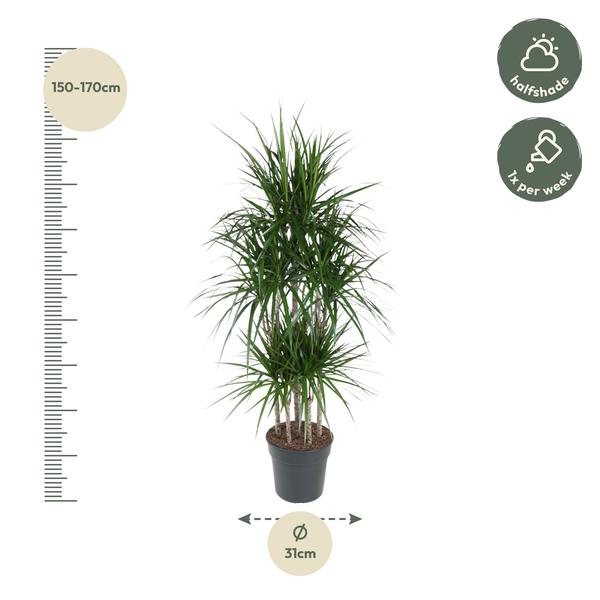 Dracaena Marginata Carrousel - 160 cm - ø31  BotanicBridge