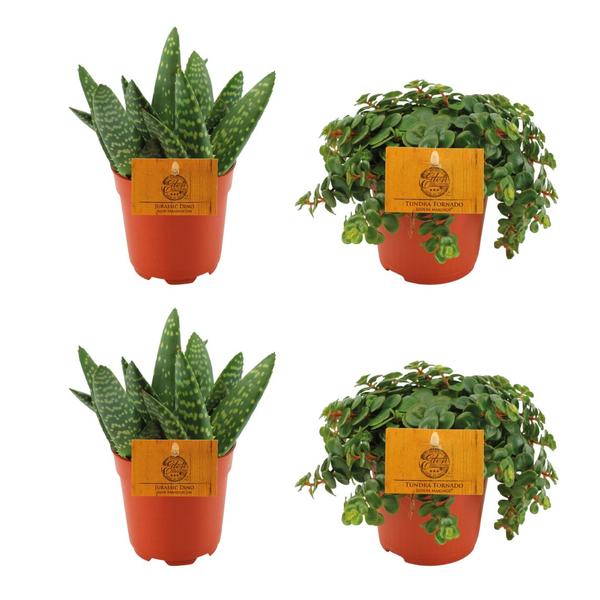 2x Aloe Paradisicum + 2x  Sedum Tornado - 4 stuks - Ø10.5cm - ↕10cm  BotanicBridge