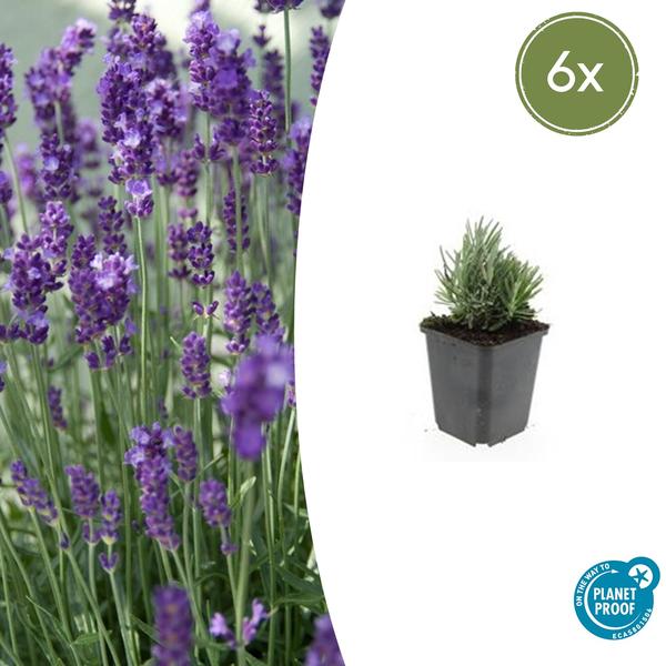 Lavandula ang. 'Dwarf Blue' - ↕10-25cm - Ø9cm - 6x  BotanicBridge