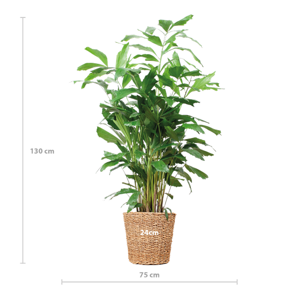 Caryota Mitis XL met mand Torun - 130cm - Ø24  BotanicBridge