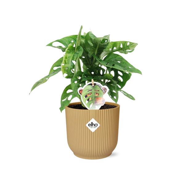 Monstera ‘Monkey Leaf’ in ELHO Vibes Fold 14cm geel  BotanicBridge