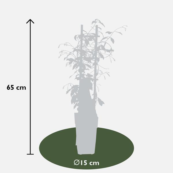 3x - Trachelospermum Mix - ↨65cm - Ø15  BotanicBridge