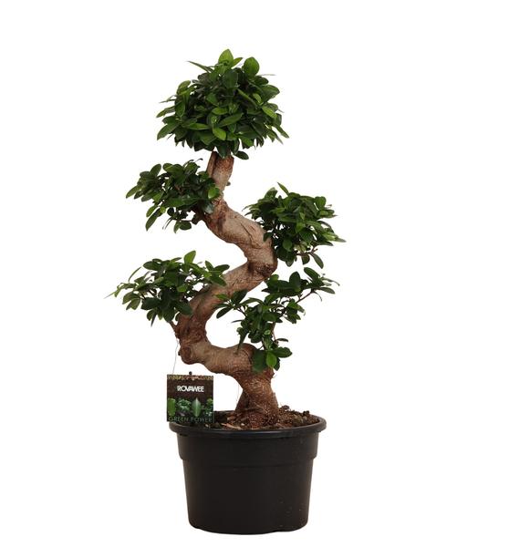 Ficus Microcarpa Ginseng - 80 cm - Ø23cm  BotanicBridge