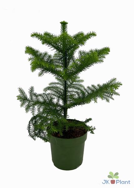 Araucaria - Ø14cm - ↕38cm  BotanicBridge