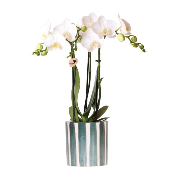 Kolibri Orchids | Witte Phalaenopsis orchidee Amabilis + Painted Stripe pot groen - potmaat Ø9cm | bloeiende kamerplant - vers van de kweker  BotanicBridge