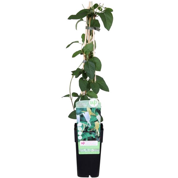 Lonicera japonica 'Halliana' - Ø15cm - ↕65cm  BotanicBridge