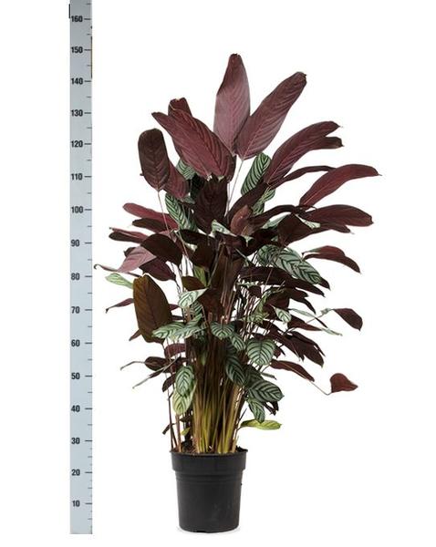 Ctenanthe Oppenheimiana Ø27cm ↕130cm in Boule WIT pot  BotanicBridge