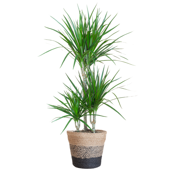 Dracaena Marginata met Lissabon mand zwart - 95cm - Ø21  BotanicBridge