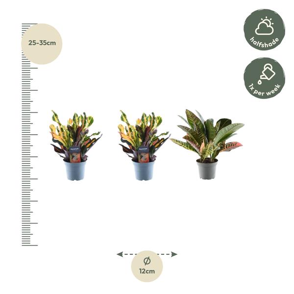 3x Croton Codiaeum mix - 30 cm - ø12  BotanicBridge