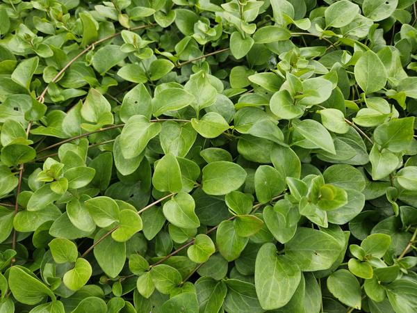 Vinca major 'Alba' - ↕10-25cm - Ø9cm - 12x  BotanicBridge