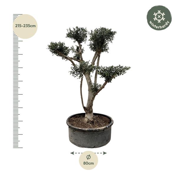 Olea Europaea Pompon - 210cm- Ø80  BotanicBridge