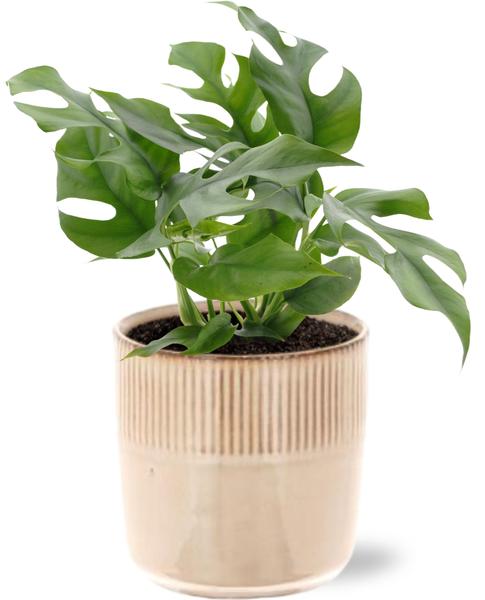 Monstera Minima - Ø12cm - ↕25cm + Terni Pot D13,5x13cm - Roze  BotanicBridge